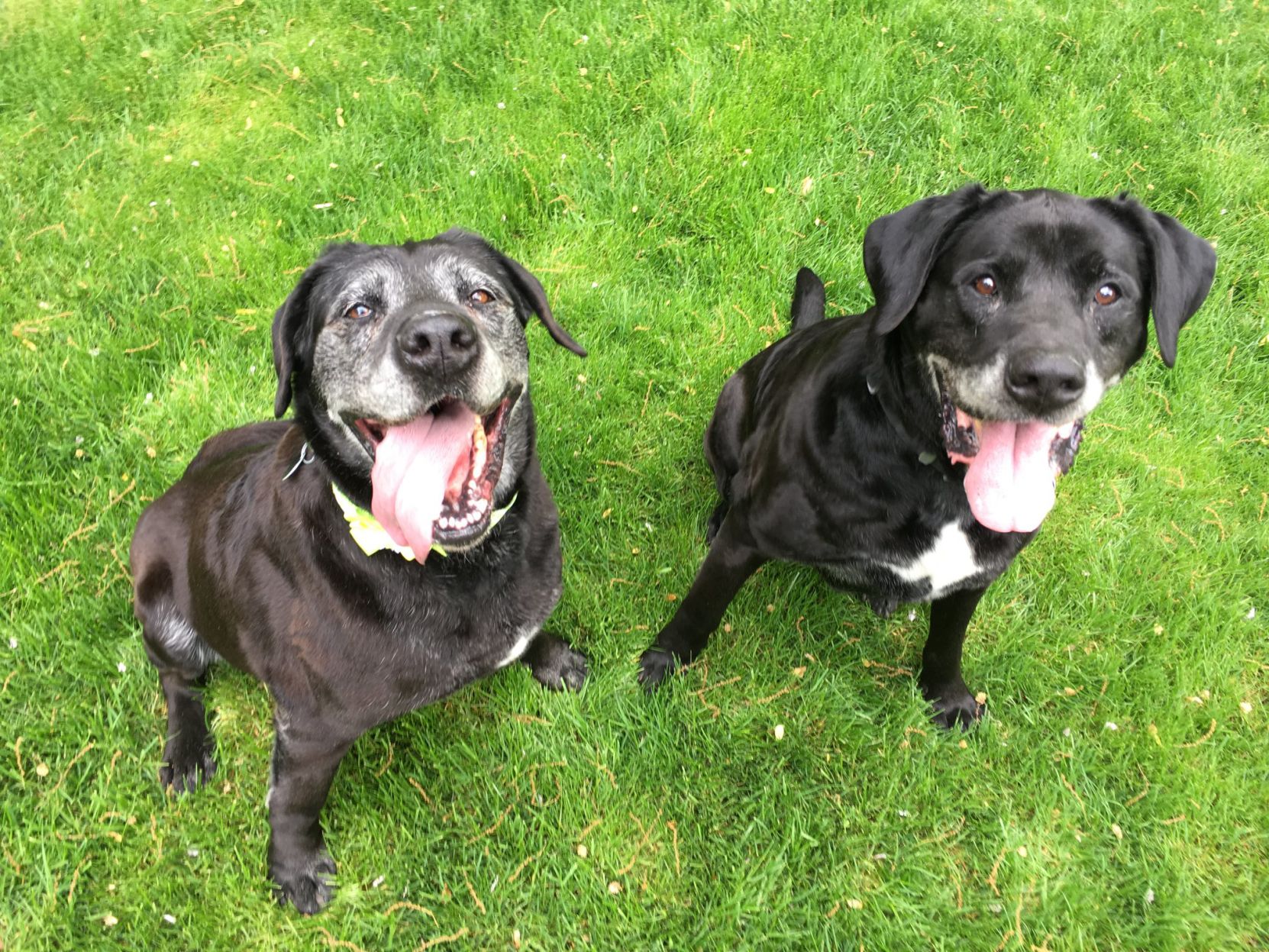Lab Rescue - Smokey and Princess1.jpg